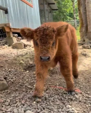 Rae the Highland calf walking through farm yard showing healthy growth - gaining 3 pounds daily on mama's milk